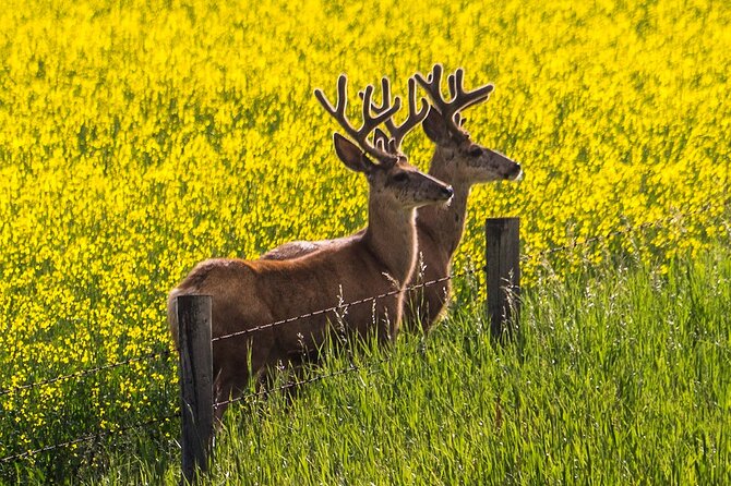 Canmore Banff to Lake Louise & Moraine Lake Half Day - The Real Experience: What Travelers Are Saying