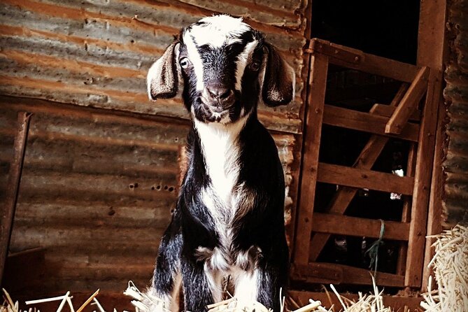 Historic Homestead Tour with Morning Tea - Authenticity and Visitor Feedback