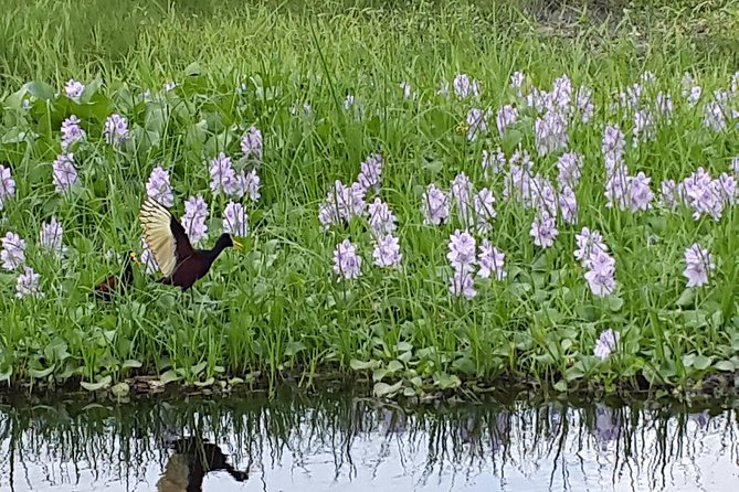 Lamanai Temples, River Cruise, Howler Monkeys, Birdwatching. - Frequently Asked Questions