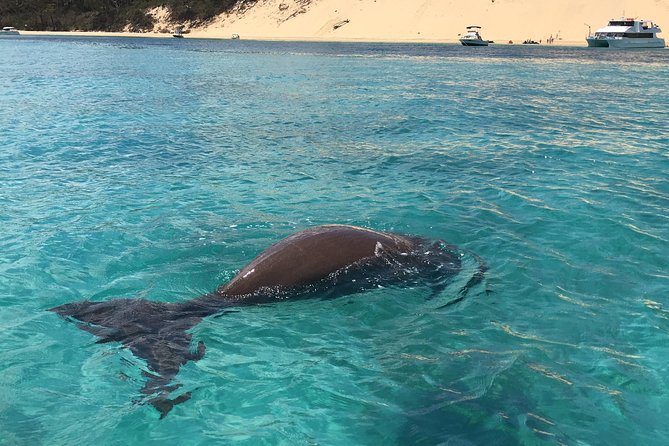 Moreton Island Eco Marine Safari Cruise and Snorkel - Why This Tour Works Well