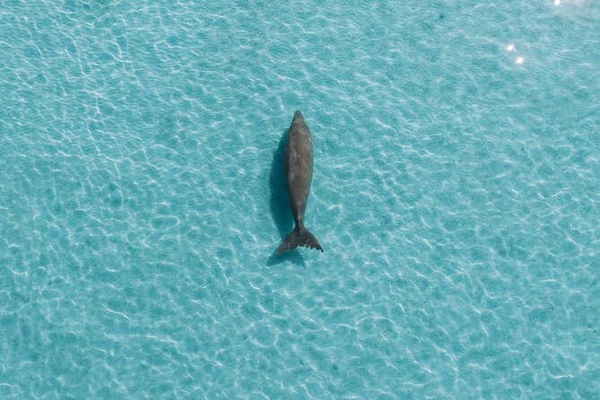 Moreton Island Eco Marine Safari Cruise and Snorkel - The Sum Up