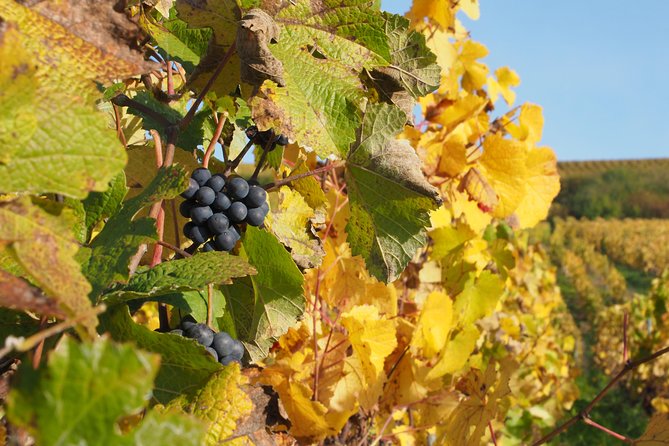 Vineyard tour & Tasting of all our lineup - Who Will Enjoy This Tour?