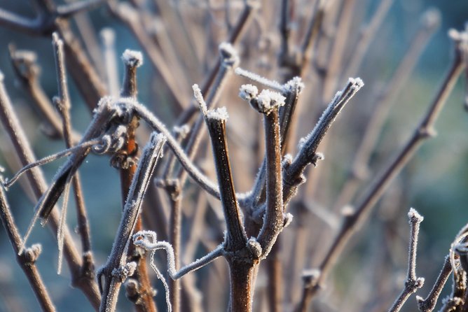 Vineyard tour & Tasting of all our lineup - Practicalities and Tips