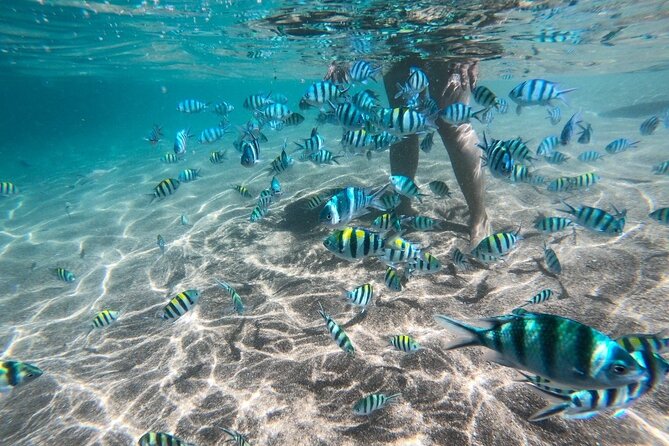 Koh Tao & Koh Nang Yuan Snorkeling Tour by Speed Boat from Samui - Who Is This Tour Best For?