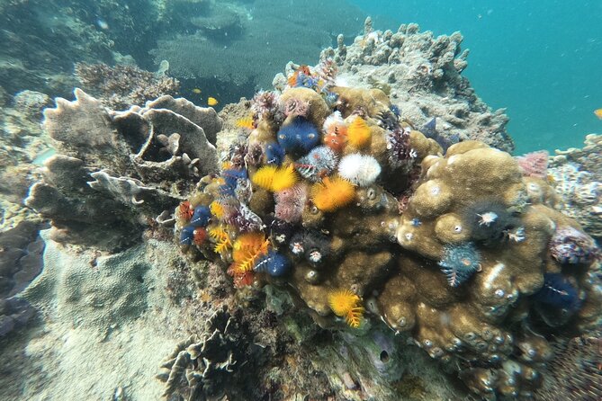 Koh Tao & Koh Nang Yuan Snorkeling Tour by Speed Boat from Samui - FAQs