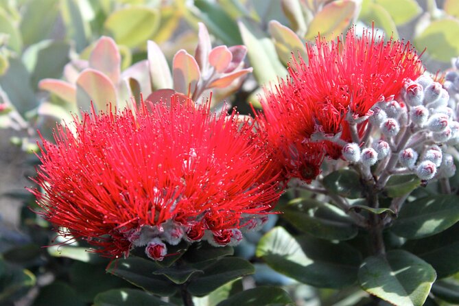 Hilo Shore Excursion: Active Volcano, Lava Tube, Waterfall and Gardens - Final Thoughts