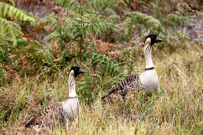 Hilo Shore Excursion: Active Volcano, Lava Tube, Waterfall and Gardens - Who Will Love This Tour?