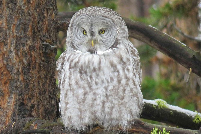 Grand Teton National Park - Full-Day Guided Tour from Jackson Hole - Why This Tour Offers Great Value