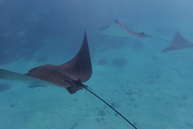 All-Inclusive Full-Day Hol Chan Snorkeling Tour - A Deep Dive into the Experience