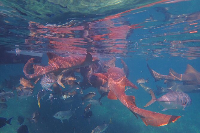 All-Inclusive Full-Day Hol Chan Snorkeling Tour - Final Thoughts: Who Would Love This Tour?