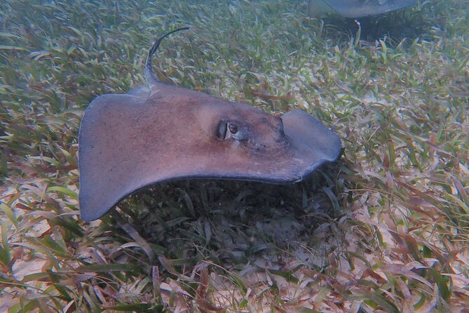 Half Day Snorkeling Tour Caye Caulker - Why This Tour Works