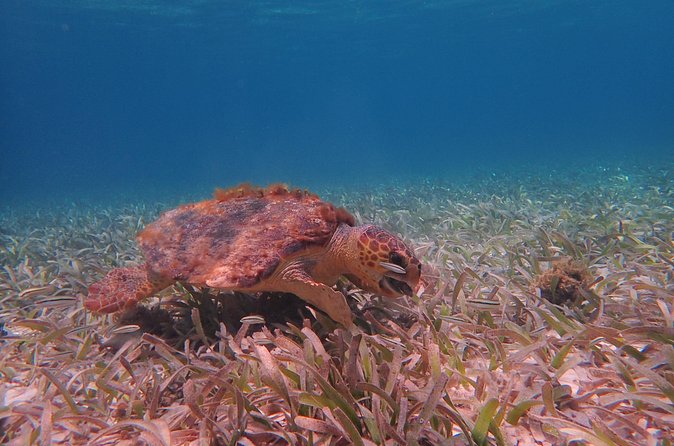 Half Day Snorkeling Tour Caye Caulker - Practical Tips
