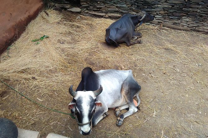 Countryside Village Tour- an authentic village visit - Analyzing the Cost and Value