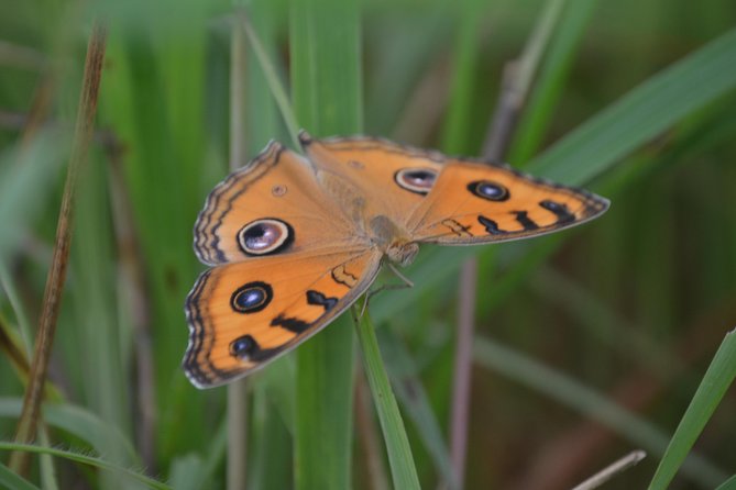 Chitwan Jungle Safari - exotic 2N3D Wildlife Safari Tour - A Detailed Look at the Chitwan Jungle Safari Experience