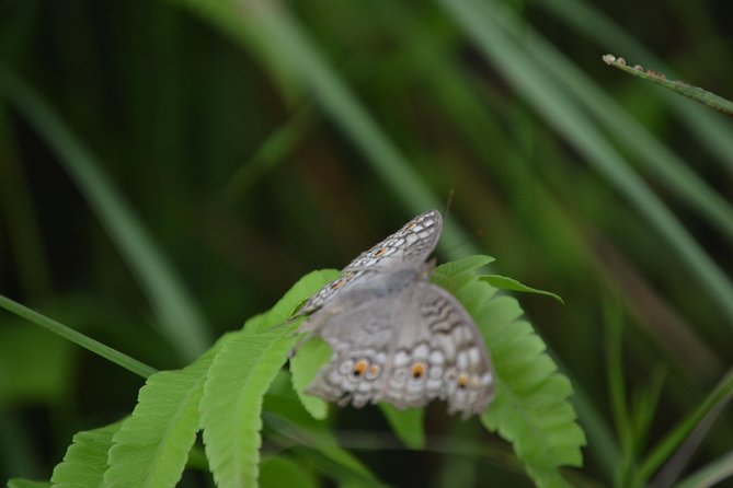 Chitwan Jungle Safari - exotic 2N3D Wildlife Safari Tour - FAQs