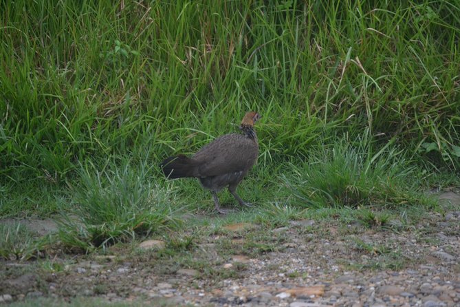 Chitwan Jungle Safari - exotic 2N3D Wildlife Safari Tour - Wrapping It Up