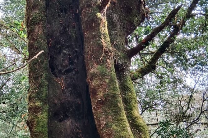 Shivapuri Peak Day Hike from Kathmandu - FAQ