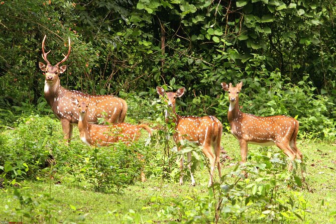 3 Day Chitwan National Park, Jungle Safari Package all Inclusive - What’s Included and What to Expect