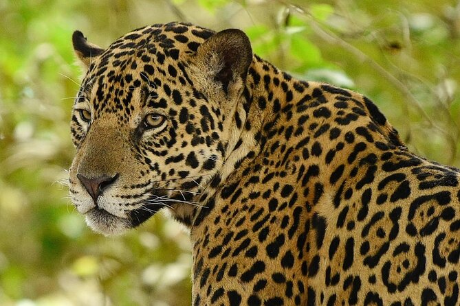 3 Day Chitwan National Park, Jungle Safari Package all Inclusive - Key Points