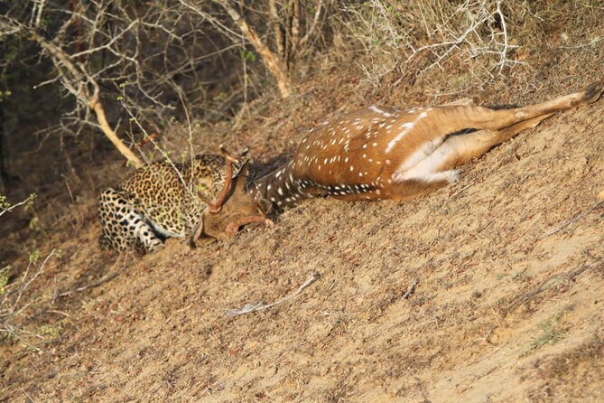 Yala National Park Special Leopard Safari Tour - Final Thoughts