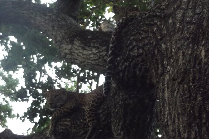 Full Day Safari Tour in Yala National Park - Who Should Book This Safari?