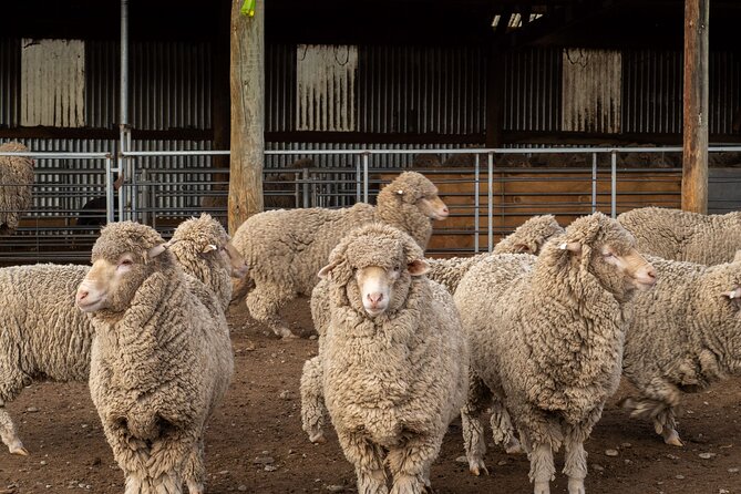 Mt. Hay Farm Experience Genuine Country Farming(Carbon Positive) - A Close-Up Look at the Mt. Hay Farm Experience