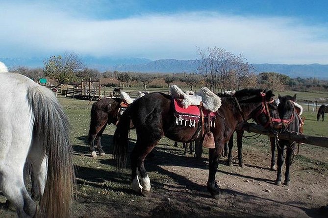 Criolla Horseback Riding - Who Will Love This Tour?