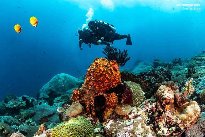 Discover Scuba Diving in Pemuteran - Diving Initiation in Bali (Menjangan Park) - FAQ