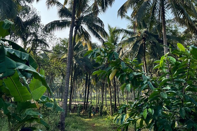 Immersive Coconut Experience by Mulgao Verde - A Closer Look at the Mulgao Verde Coconut Tour