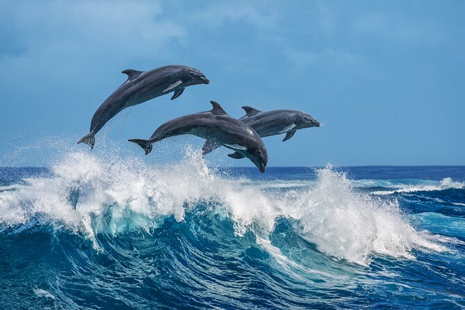 Dolphin Watching Boat Tour from Kalpitiya - Why choose this tour?