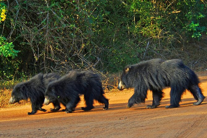 Wilpattu Wild Safari Day Trip - Private & All Inclusive - Practical Considerations & Tips