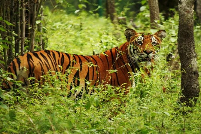 Half Day Sharing Jeep Safari in Chitwan National Park - Why Choose This Tour?