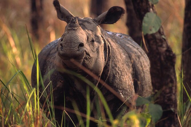 Half Day Sharing Jeep Safari in Chitwan National Park - What to Expect During Your Safari