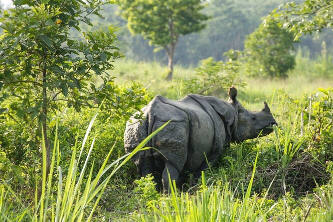 Half Day Sharing Jeep Safari in Chitwan National Park - The Sum Up