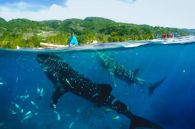 Oslob Whaleshark with Sumilon Island - An In-Depth Look at the Tour Experience