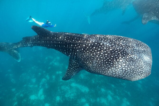 Oslob Whaleshark with Sumilon Island - What the Tour Includes and Why It Matters