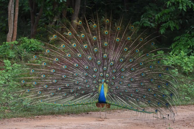 Yala Block 5 Safari - Untouched, Pure Wilderness & No Crowds! - FAQ