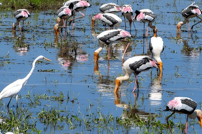 Private Tour from Ella to Mirissa with Udawalawe Safari - Practical Tips for Travelers