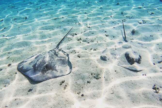 Mo'orea Half Day Private Tour with Snorkeling and Cruising the Lagoon - What Makes this Tour Stand Out?