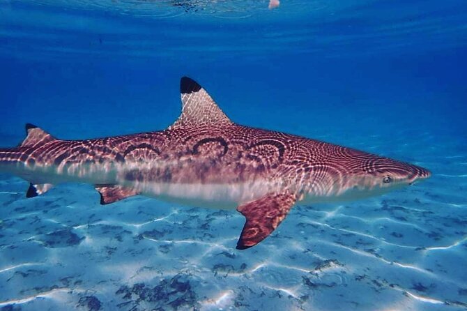 Mo'orea Half Day Private Tour with Snorkeling and Cruising the Lagoon - Who Should Consider This Tour?