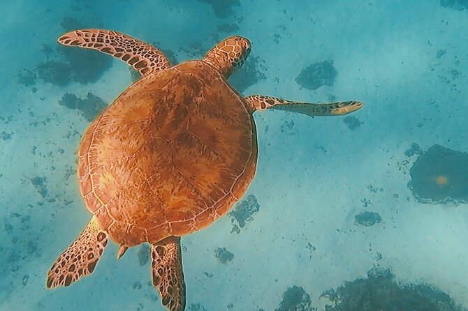 Sunset tour on a unique polynesian sailing outrigger - The Sum Up