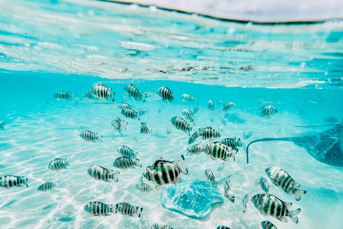 Moorea: Private 4-Hour High-End Boat Excursion - Who Would Love This Tour?