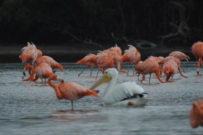 Birdwatching around Merida and coastline - Frequently Asked Questions