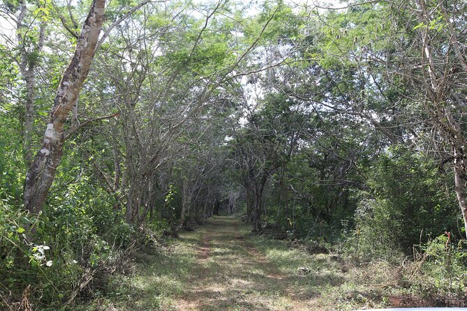 Explore Santa Bárbara Cenote Natural Wonders - The Second Major Stop: Cenote Homunja and Its Optional Entry Fee