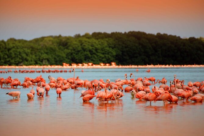 Las Coloradas and Rio Lagartos only from Merida - Key Points