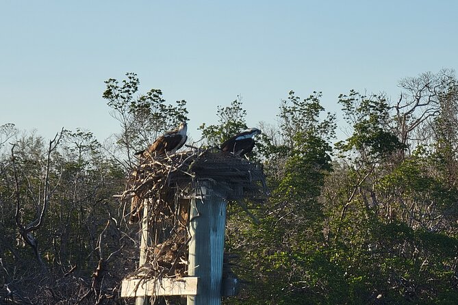 Fort Myers Beach Sightseeing with Shark Teeth and Shelling Tour - Key Points