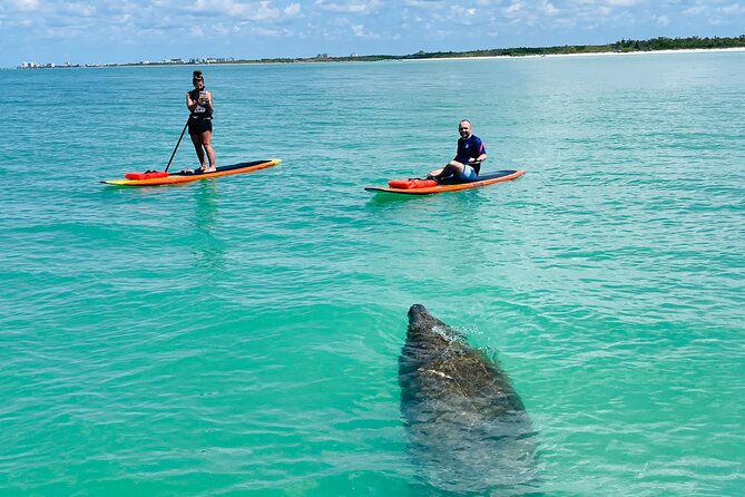 Dolphin and Manatee Adventure Tour of Fort Myers - A Deep Dive into the Fort Myers Paddleboard Experience