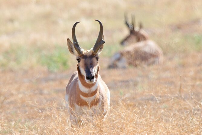 Great Salt Lake Birding and Nature Adventure - The Sum Up