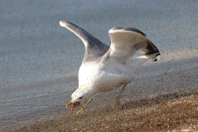 Great Salt Lake Birding and Nature Adventure - Frequently Asked Questions