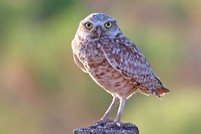 Great Salt Lake Birding and Nature Adventure - Exploring the Great Salt Lake Birding and Nature Adventure